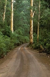 Eucalyptus Gallery: Road through karri forest (Eucalyptus diversicolor)
