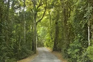 Road in rainforest - a narrow road leads through subtropical rainforest