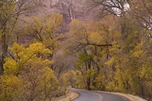Cottonwood Prints: Road - Zion National Park, Utah: Cottonwoods or poplars in autumn colour