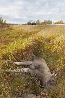 Roadkill Moose Roadkill moose at side of highway Norway
