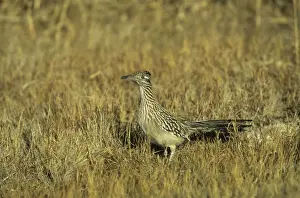 Roadrunner Prints: Roadrunner Bosque del Apache NWR New Mexico, USA BI004626