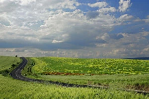 Roadway winding through agricultural fields