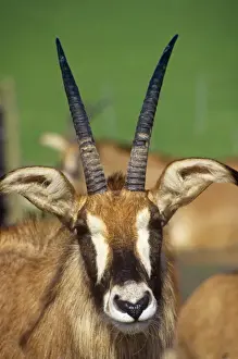 Roan Antelope Africa