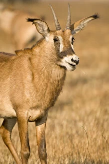 Zambia Gallery: Roan Antelope, Busanga Plains, Kafue National