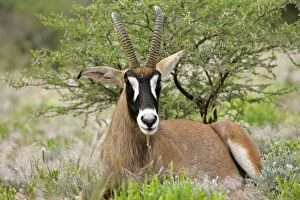 Roan Antelope - resting in savannah ruminating