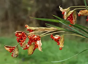 Irises Prints: Roast Beef Iris (Gladdon) - berries in autumn