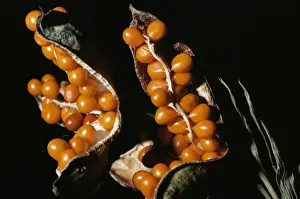 Irises Prints: Roast Beef Iris (Gladdon) - capsules & berries