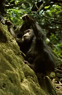Intelligence Prints: Rob00183 Eastern (Long-haired) chimpanzee Pan troglodytes schwei