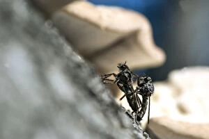Flies Gallery: Robber / Assassin Fly adults mating