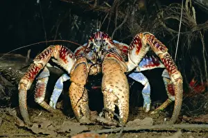 Christmas Island Prints: Robber / Coconut Crab - Christmas Island - Indian Ocean (Australian Territory) JPF35915