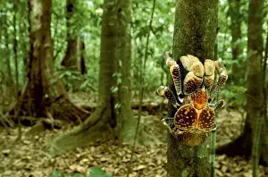 Robber / Coconut Crab - Climbing tree - Christmas Island - Indian Ocean (Australian Territory) JPF35909