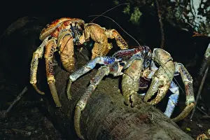 Crab Prints: Robber / Coconut Crab - Feeding on Arenga palm pith fibres - Christmas Island - Indian Ocean (Australian Territory)
