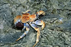 Crab Prints: Robber / Coconut Crab - Female carrying eggs to the sea - Christmas Island - Indian Ocean (Australian Territory)