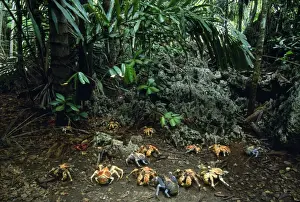 Crab Prints: Robber Crab / Coconut Crab - Christmas Island, Indian Ocean (Australia)