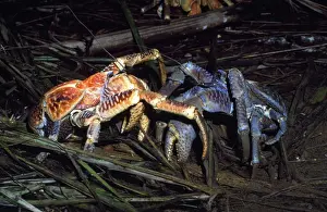 Crab Prints: Robber Crab / Coconut Crab - males fighting over food - Arenga palm frond fibres - Christmas Island - Indian Ocean
