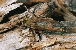 Images Dated 11th November 2010: ROBBER FLY