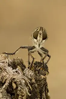 Robber fly - Family Asilidae - Arizona USA - a widely distributed group of predatory flies which largely inhabit semi-arid and arid regions of the world
