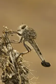 Robber fly - Family Asilidae - Arizona USA - a widely distributed group of predatory flies which largely inhabit semi-arid and arid regions of the world