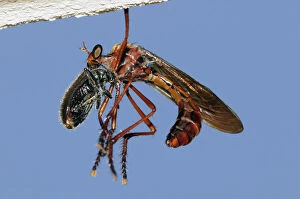 Robber fly feeding on recently-caught beetle - prey