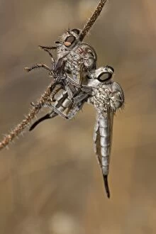 Robber fly - feeding on robber fly showing cannibalism
