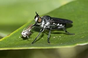 Flies Gallery: Robber Fly Robber Fly (aka Assassin Fly) with Treehoppe