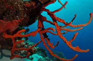 Images Dated 1st December 2004: Robe Sponges Caribbean Sea