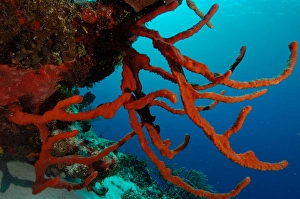 Images Dated 1st December 2004: Robe Sponges Caribbean Sea