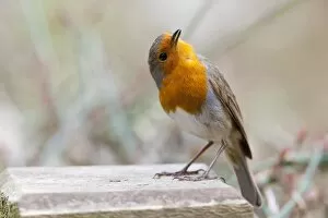 Images Dated 28th April 2010: Robin - adult in aggressive posture singing