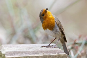 Images Dated 28th April 2010: Robin - adult in aggressive posture singing