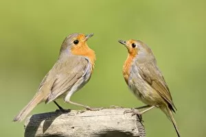 Images Dated 28th April 2007: Robin - Two adults perched on wooden garden fork handle