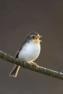Singing Prints: Robin - albino bird with white breast - Cornwall - UK