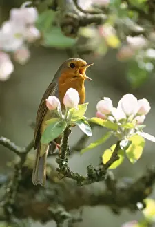 Robin - In apple blossom