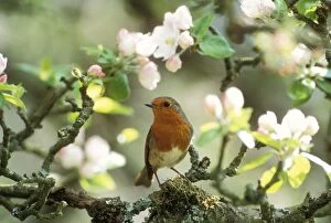 Images Dated 22nd November 2004: Robin In apple blossom