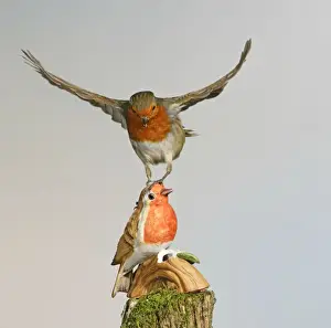 Confronation Prints: Robin – attacking china model West Wales UK 003178