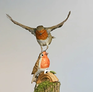 Images Dated 16th November 2006: Robin – attacking china model West Wales UK 003178