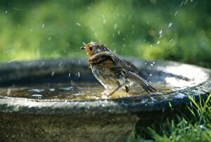 Images Dated 26th August 2004: Robin On bird bath