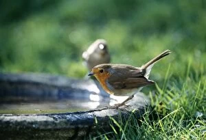 ROBIN - on bird bath