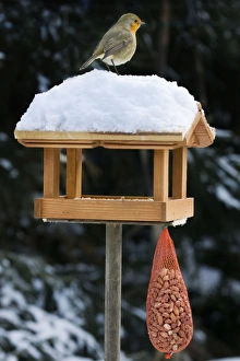 Bird Table Collection: Robin - on top of bird feeding house in snow
