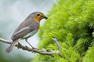 Robin - on branch with food in bill