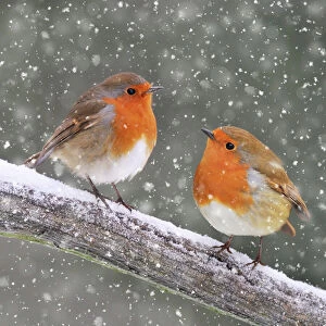 Xmas Gallery: Robin, two on branch in winter snow