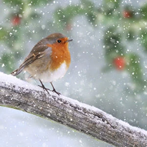 Robin, on branch in winter snow