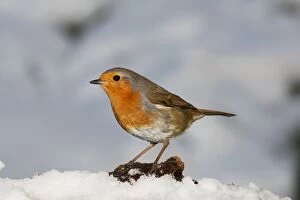 Images Dated 7th February 2009: Robin - close up snow UK