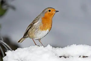 Robin - close up in snow UK