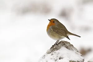 Robin - on a cold winters morning - December