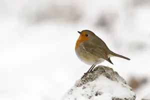 Avian Prints: Robin - on a cold winters morning - December - Cannock Chase - Staffordshire - England