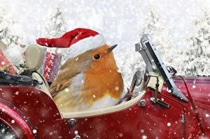 Robins Gallery: Robin driving a sports car through Christmas winter scene Date: 15-07-2010