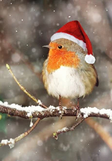 Images Dated 8th December 2010: Robin - in falling snow wearing Christmas hat Digital Manipulation: falling snow. Hat SG
