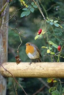 Robin - on Fence