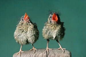 Beak Open Collection: Robin - fledglings singing
