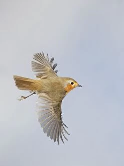 Images Dated 28th February 2009: Robin - in flight - Bedfordshire - UK 006885